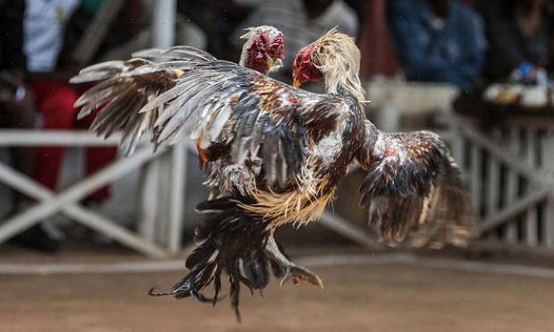 Penjelasan Tentang Sabung Ayam Online